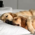 Aww, These Golden Retriever Brothers Are Seriously the Most Cuddly Buddies