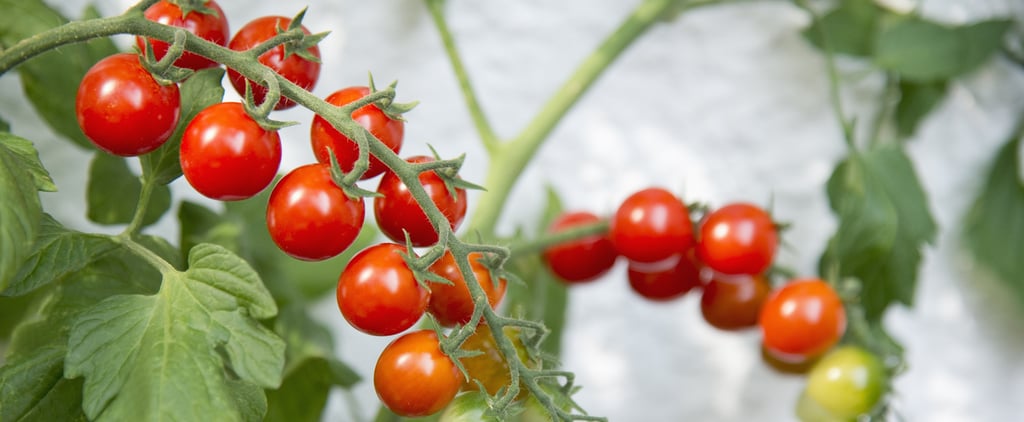 Where to Buy Tomato Plants Online