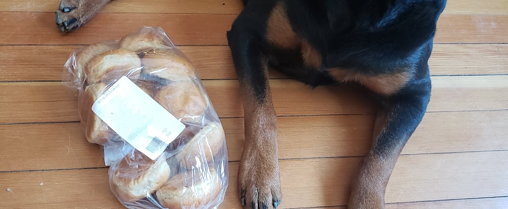 Dog Guards Family's Bread When They Leave the House