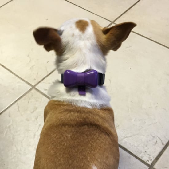 Fitness Trackers For Dogs