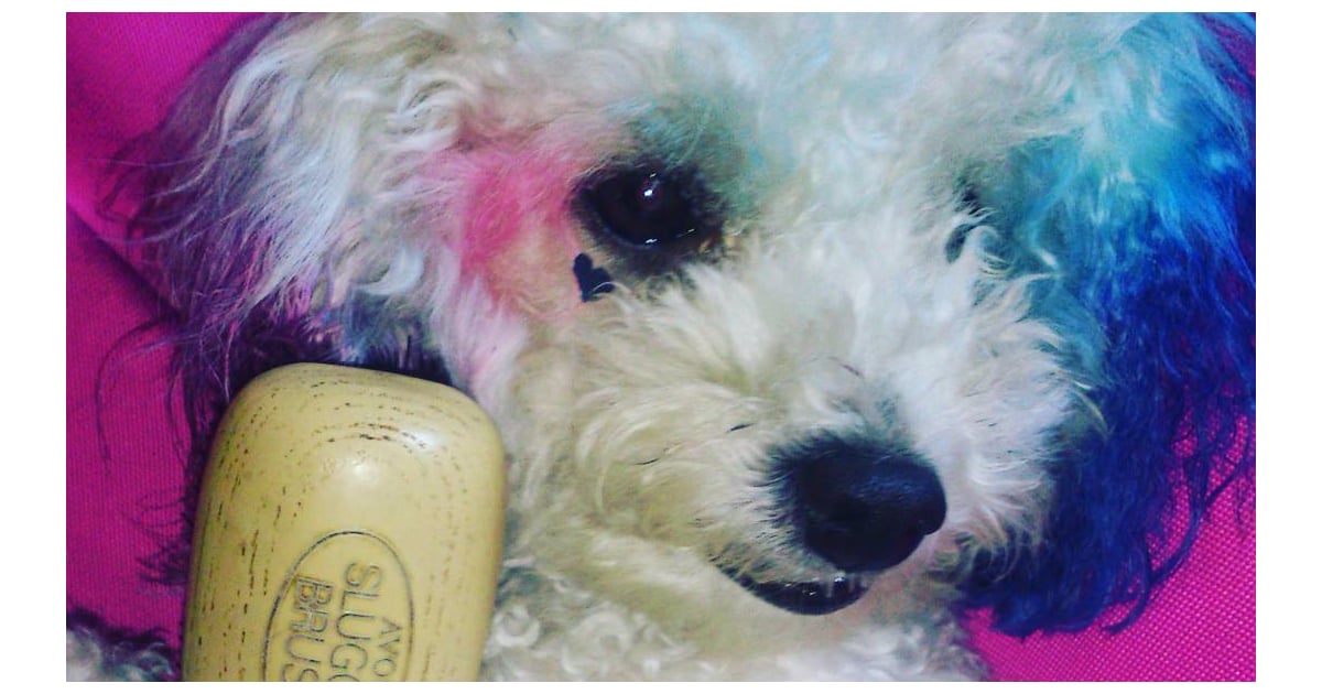 Harley Quinn Costume For Dogs POPSUGAR Pets