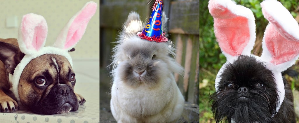 Pets Dressed as the Easter Bunny