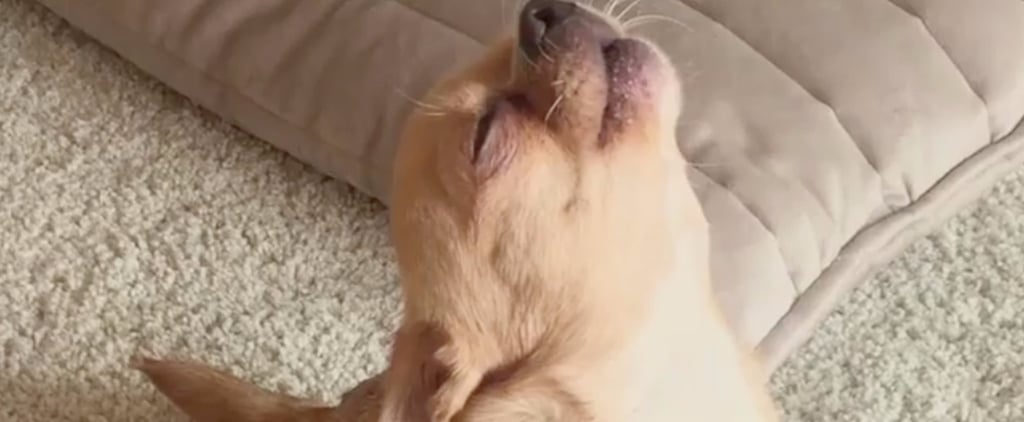 Chihuahua Trying to Sing