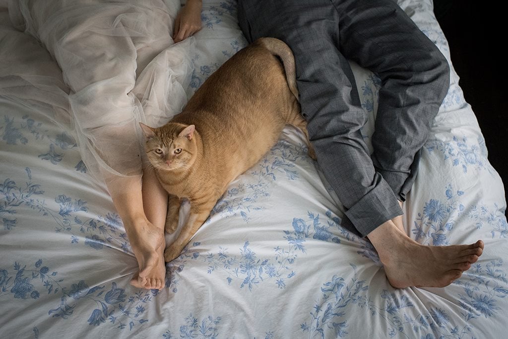 Couple's Large Cat in Wedding Photos