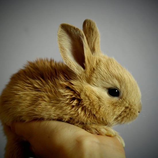 California Bans Beauty Products Tested on Animals