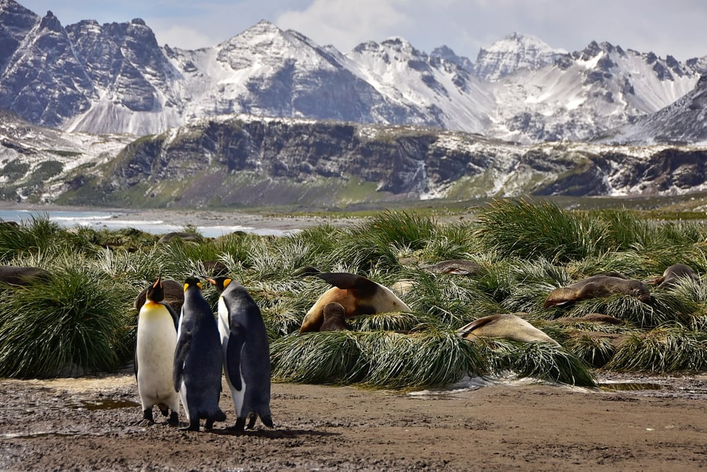 Antarctica King Penguins