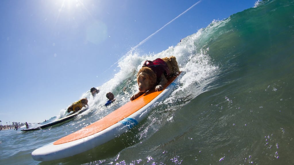 Dogs Surfing