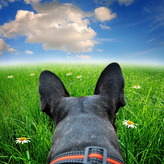 Dog Hopping Through Field