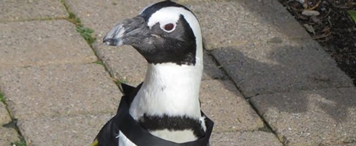 Penguins in Halloween Costumes