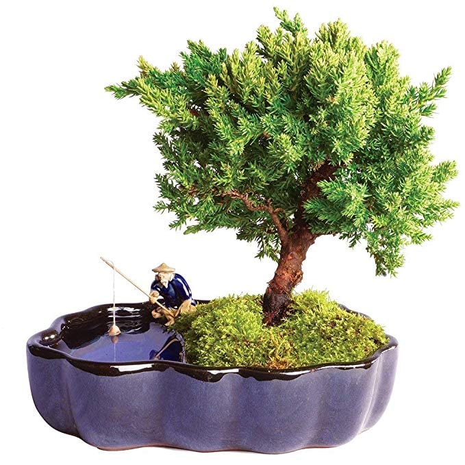 Brussel's Bonsai Live Green Mound Juniper Outdoor Bonsai Tree