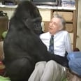 Koko the Gorilla Has Died, but We'll Always Remember Her Magical Meeting With Mister Rogers