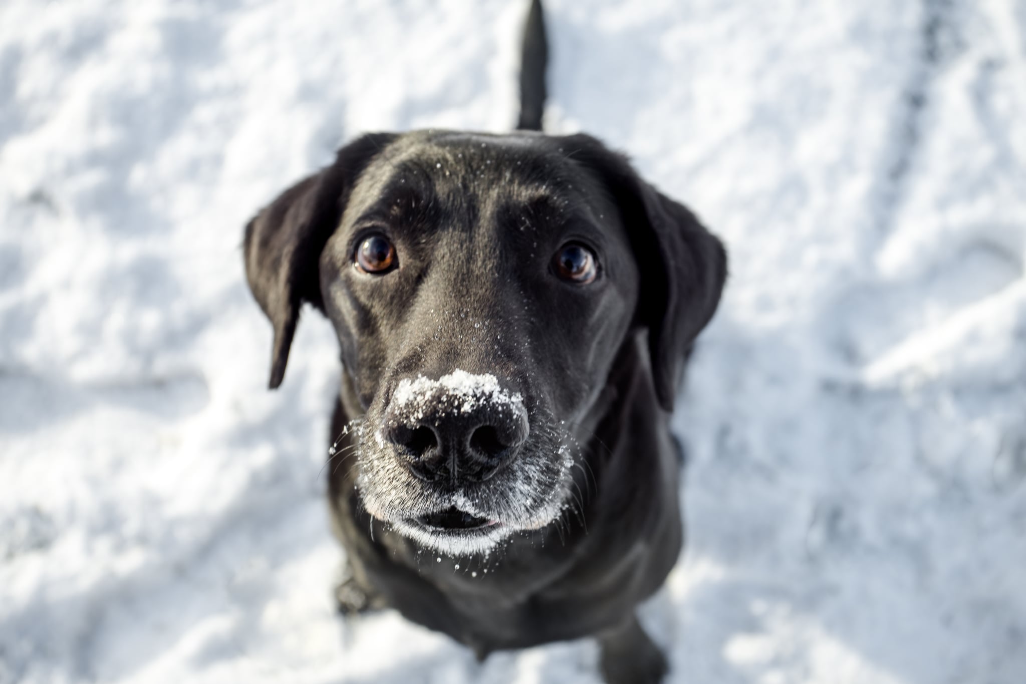冬天的黑色拉布拉多犬