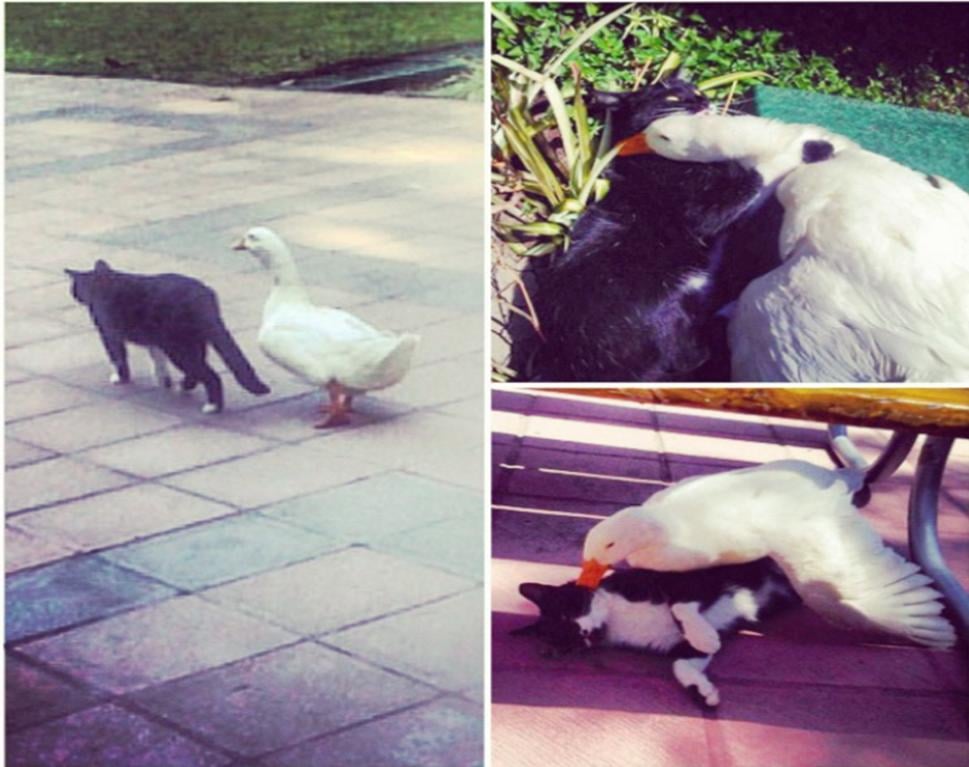 This cat and goose pair may have nothing in common other than their love for each other.
Source: Imgur user Vichris