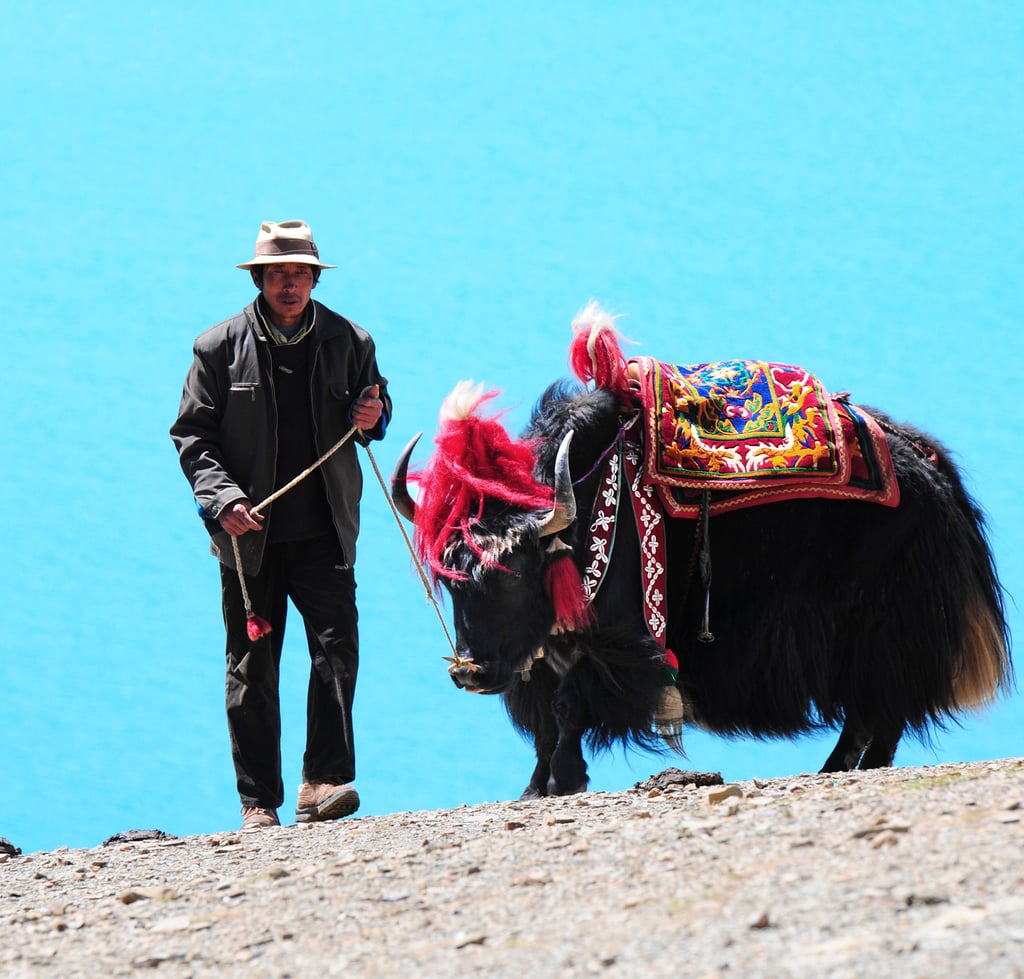 Ride Through Tibet on a Yak