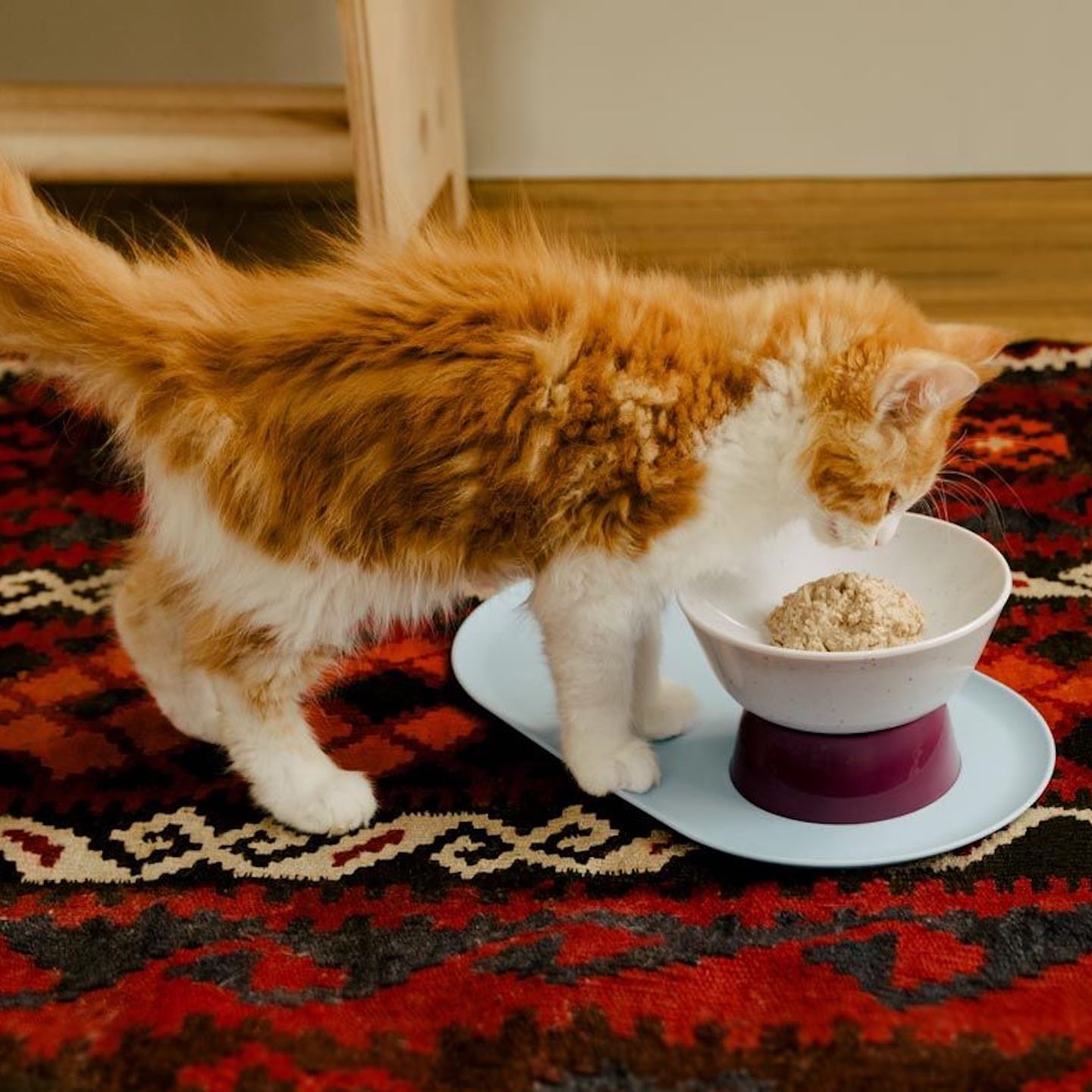 Best Products For New Cat Owners Popsugar Pets