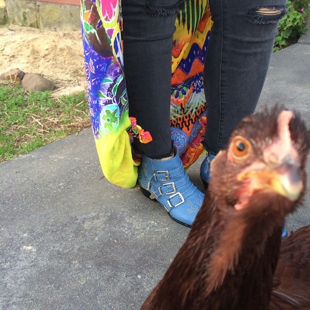Outfit of the Day, Complete With a Chicken