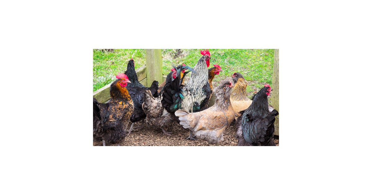 The Pros And Cons Of Backyard Chickens POPSUGAR Home