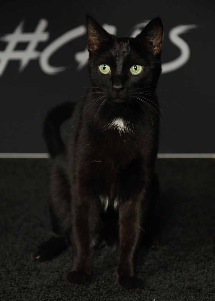 Salem the Cat on Sabrina Netflix Red Carpet Photos 2018