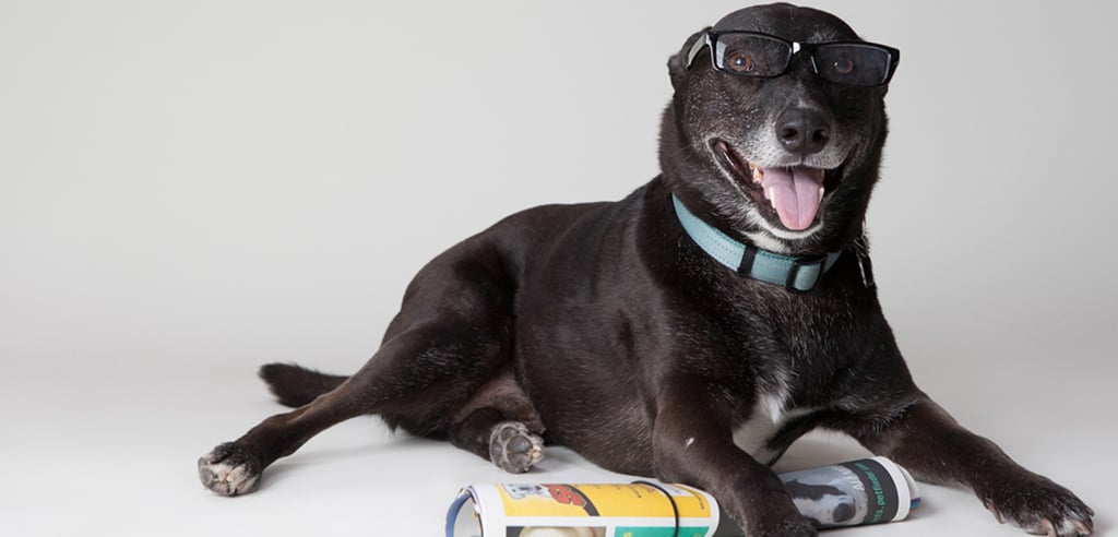 Dogs Wearing Glasses
