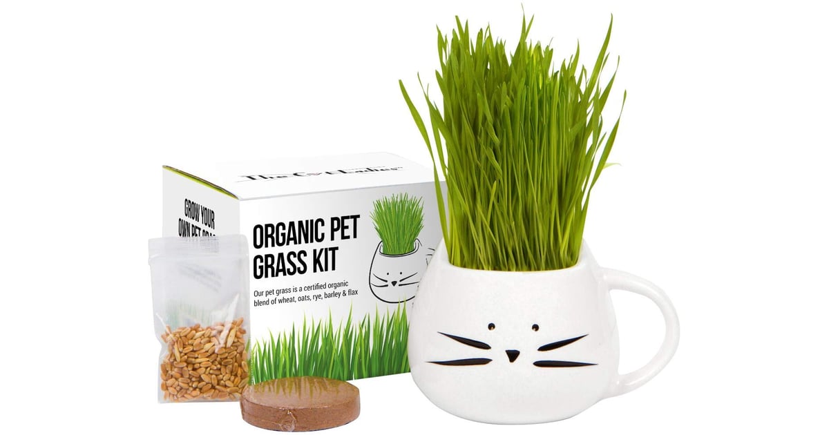 Organic Cat Grass Growing Kit The Best Quick and Easy Gifts 2019