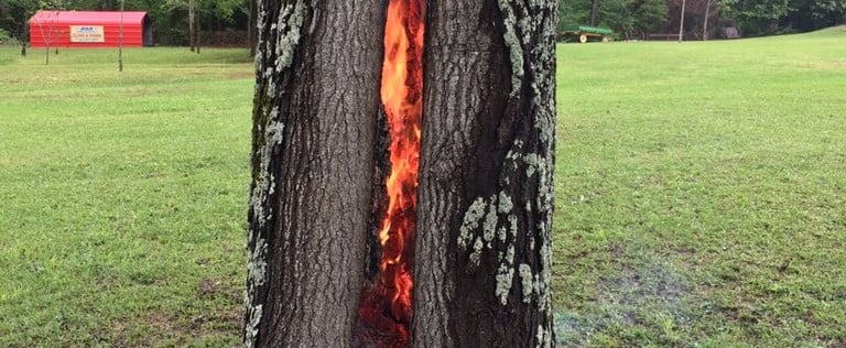Lightning Strike Tree Photo