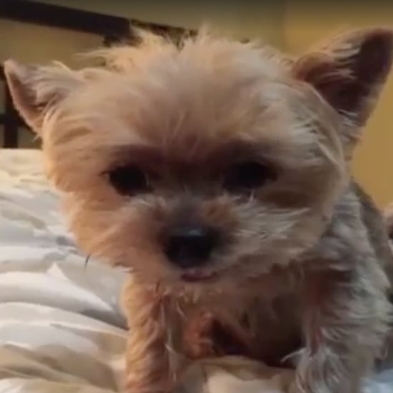Dog Sad About Rain | Video