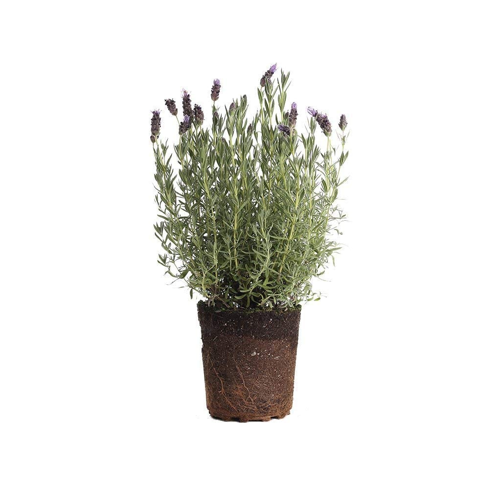 Lavender Plant