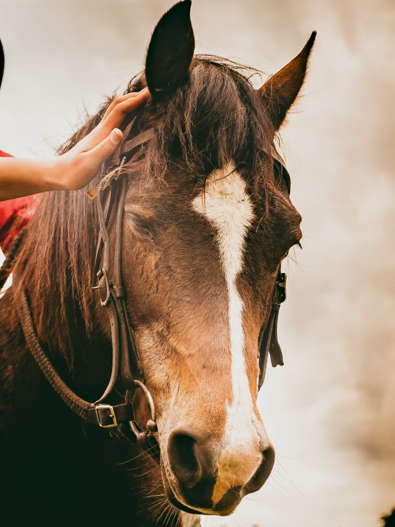 Go horseback riding. Many riding facilities offer free first classes — check your local stables for more info!