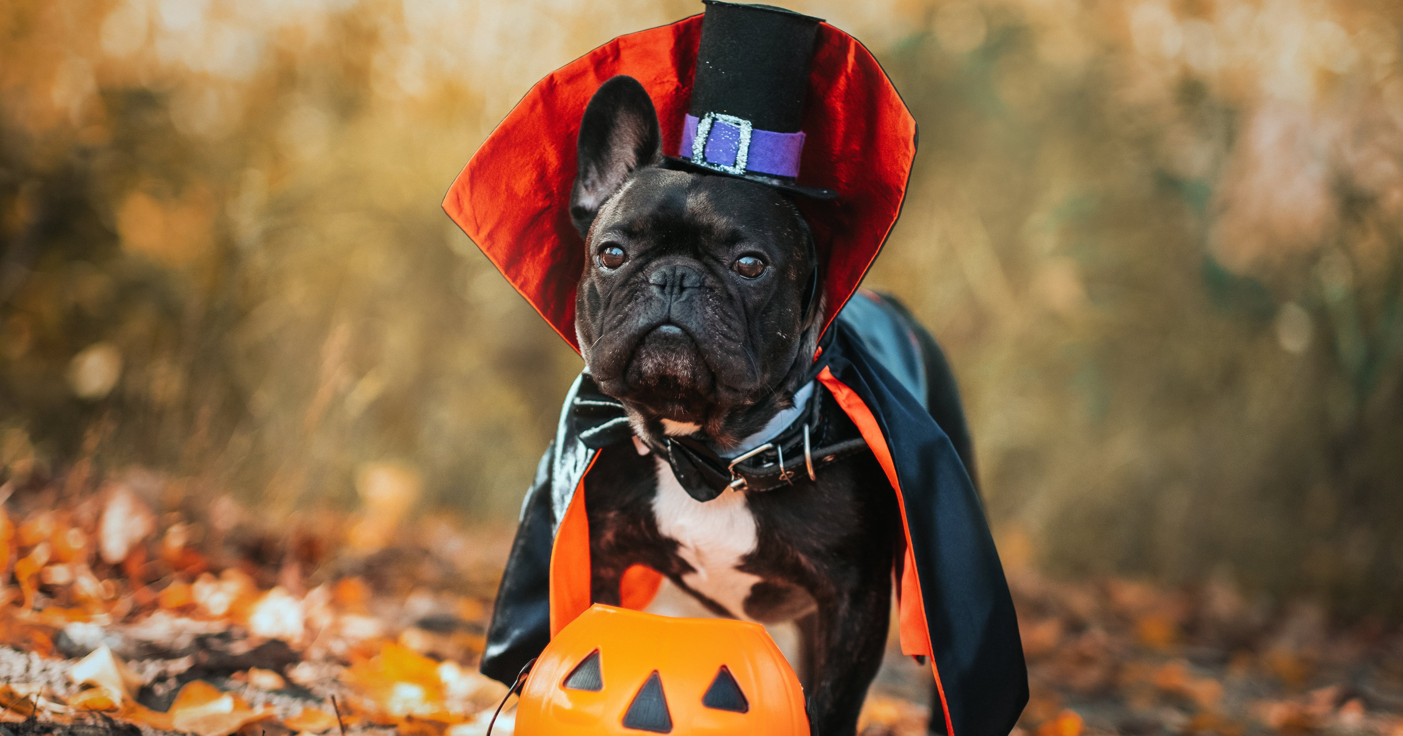 From Pumpkins to Pirates, Shop the 22 Cutest Pet Halloween Costumes at Petco