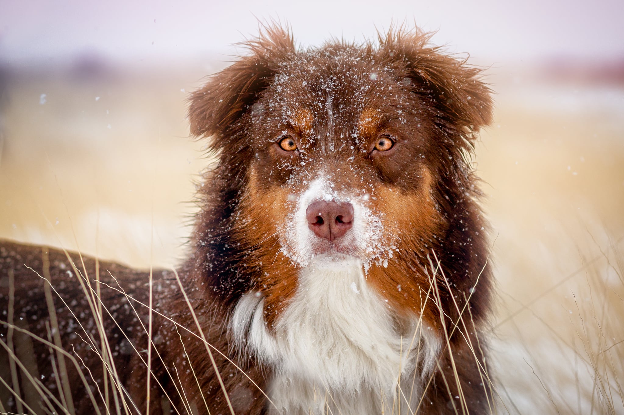 Are Australian Shepherd Good With Cats