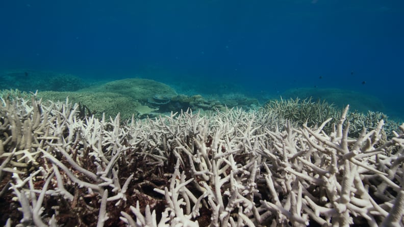 A bleached section of Australia's Great Barrier Reef.