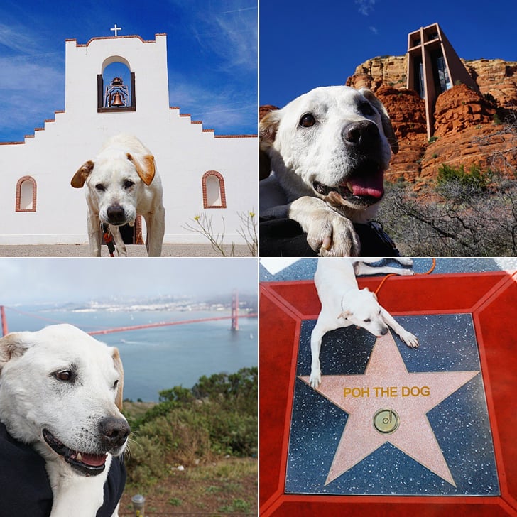 Poh the Dog Cross-Country Road Trip