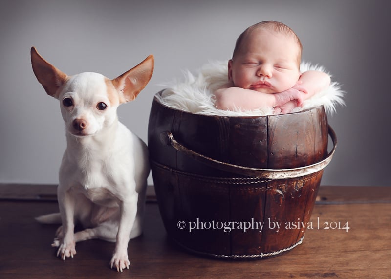 Adorable Newborn and Pet Photos