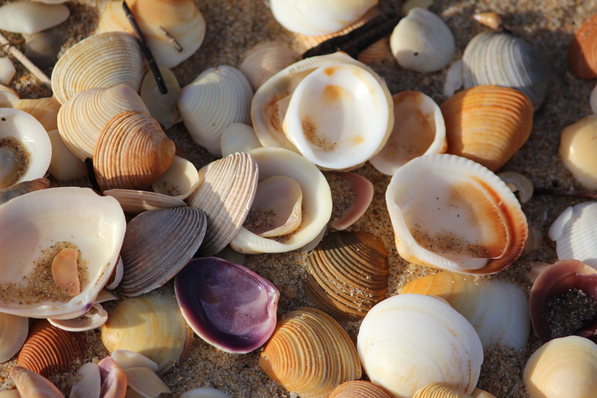 Collect Shells
