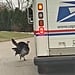 Video of Turkey Following Mail Truck Around a Neighborhood