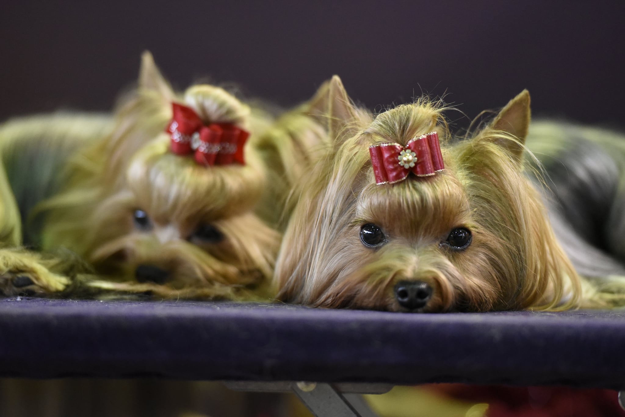 show me all the dogs