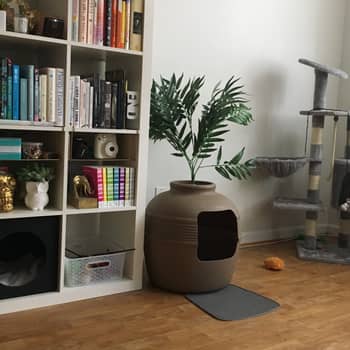 Litter box in studio apartment shop