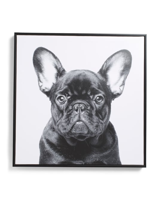 Frenchie Framed Canvas Wall Art