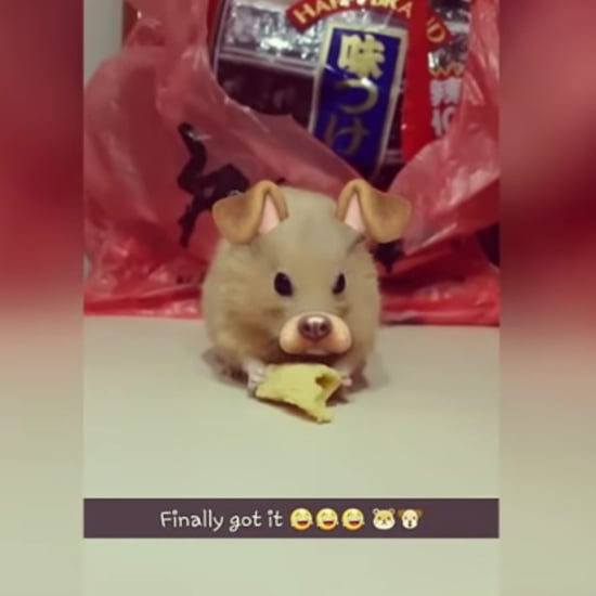 Snapchat Filters Used on Hamster