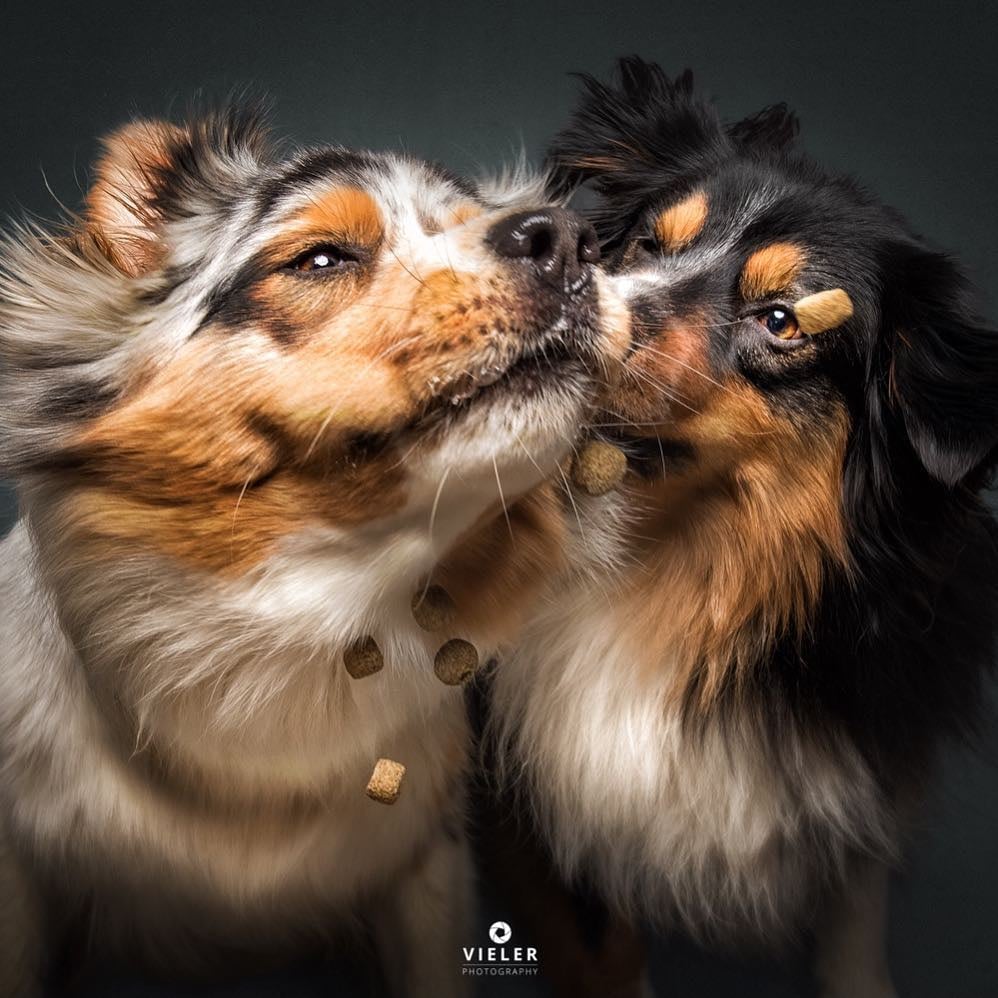 Dogs Catching Treats Photo Series