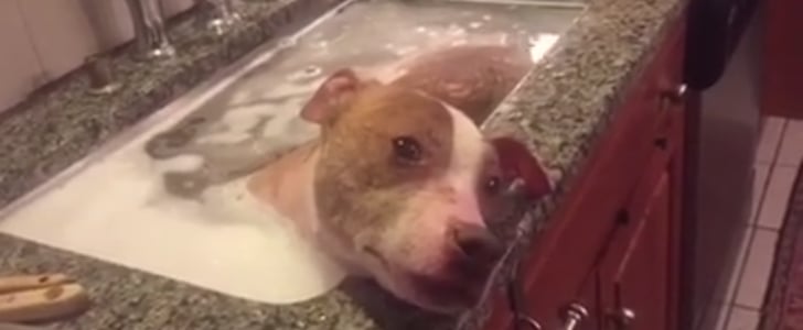 Rescued Pit Bull Taking Bath in Sink | Video