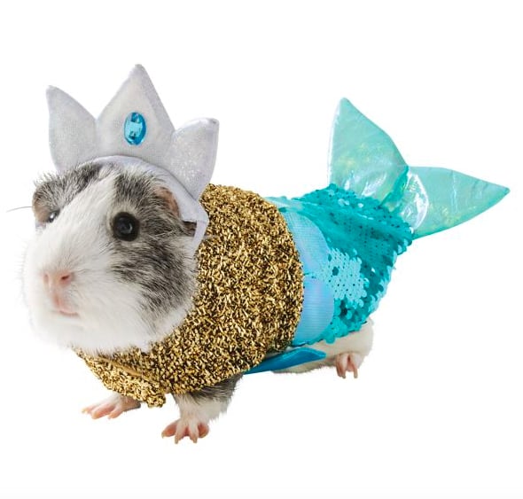 Guinea discount pig mermaid