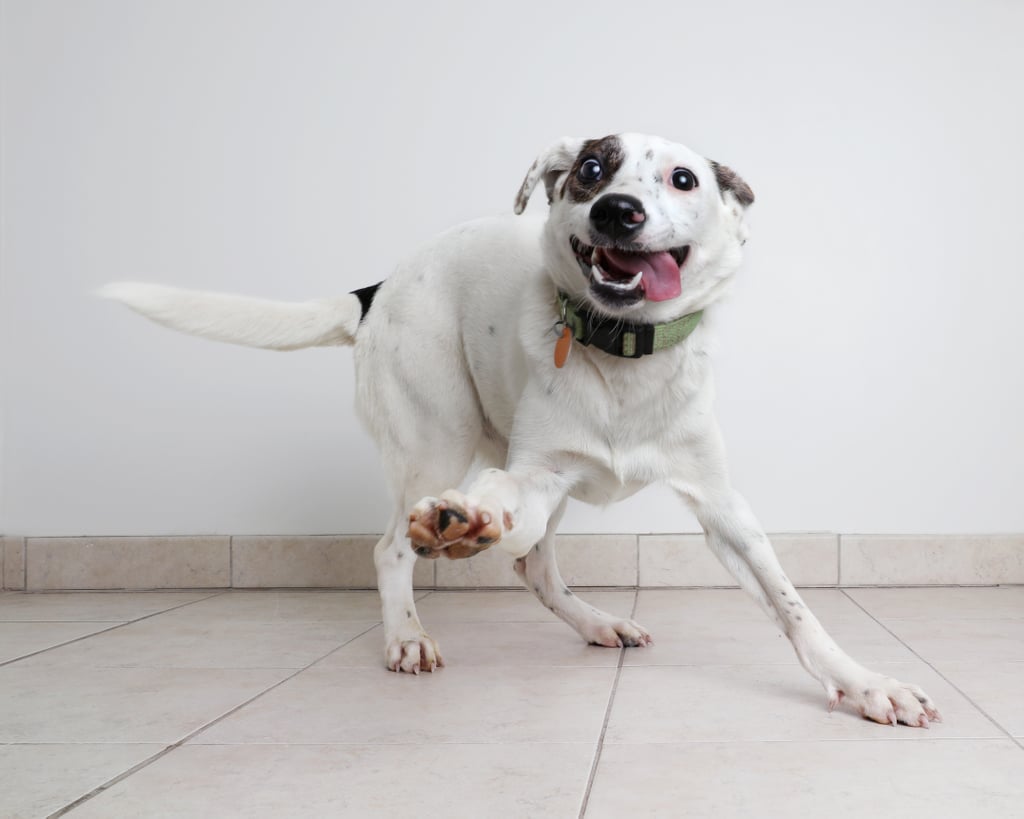 Pictures of Dogs Making Funny Faces