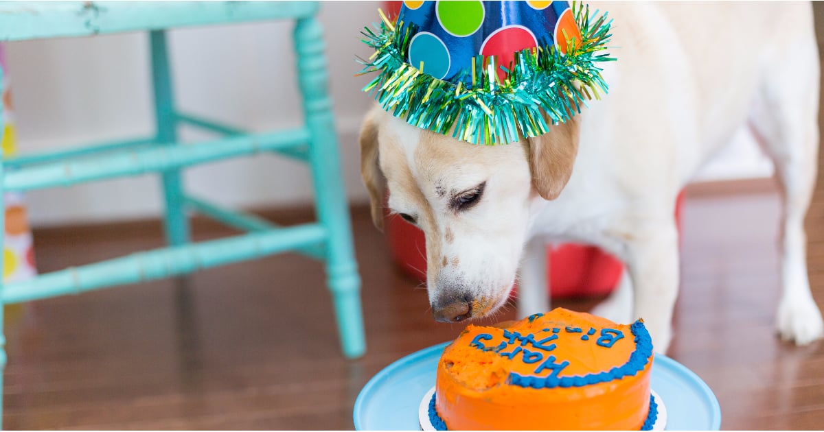 How To Throw A Birthday Party For Your Dog 