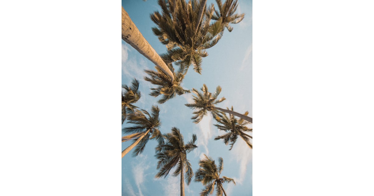 Best Palm tree iPhone 11 HD Wallpapers  iLikeWallpaper