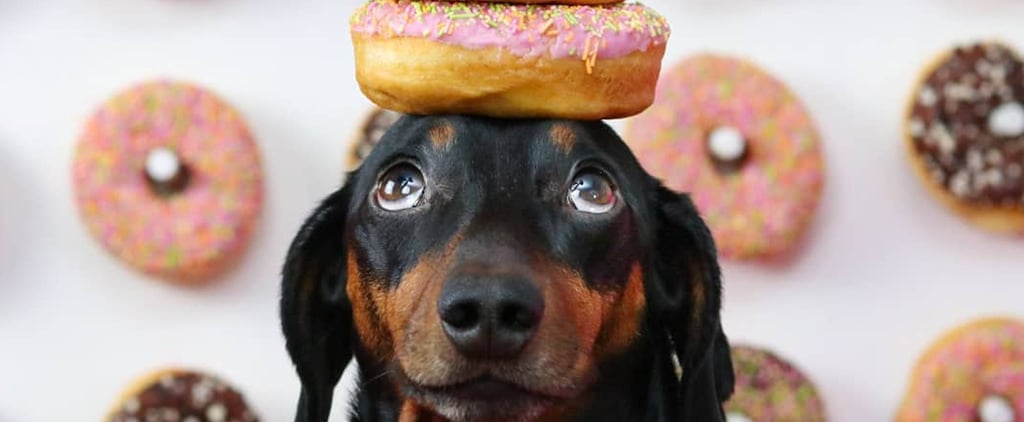 Harlso the Hound Balances Food on His Head | Videos