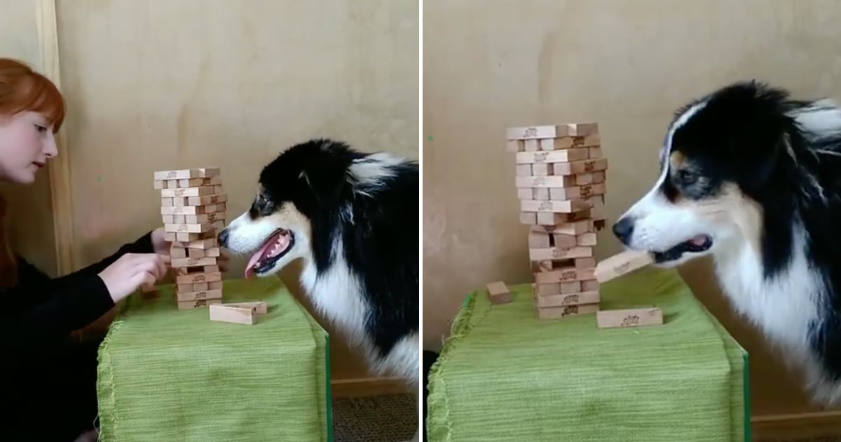 australian shepherd playing jenga