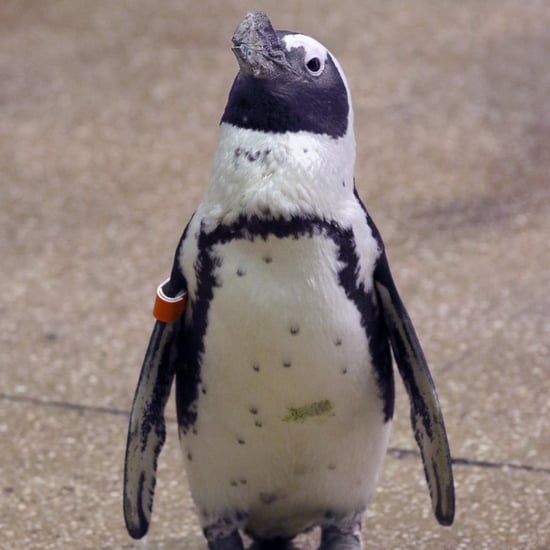 Watch Penguins Explore Shedd Aquarium in Chicago