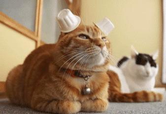 cat with hats