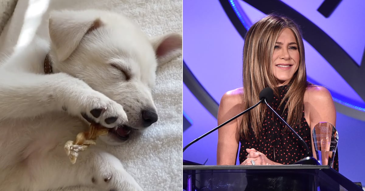 Jennifer Aniston Introduces New Puppy, Lord Chesterfield PS UK Pets